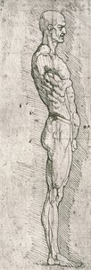 解剖学的研究（紙にペンとインク） 作： Leonardo da Vinci